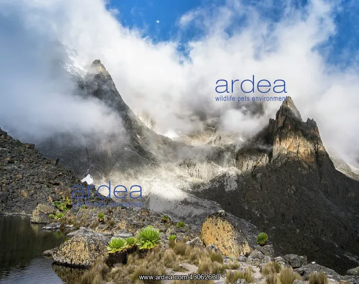 : Mount Kenya with Batian and Nelion peaks : Mount Kenya with Batian and Nelion peaks
