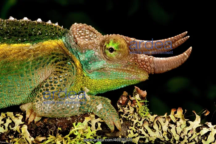 : Mount Kenya Jackson's Chameleon, Trioceros : Mount Kenya Jackson's Chameleon, Trioceros