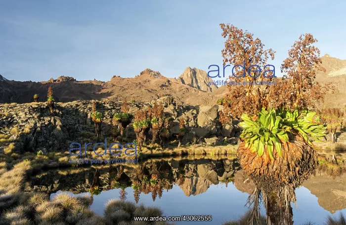: Mount Kenya National Park (a UNESCO World : Mount Kenya National Park (a UNESCO World