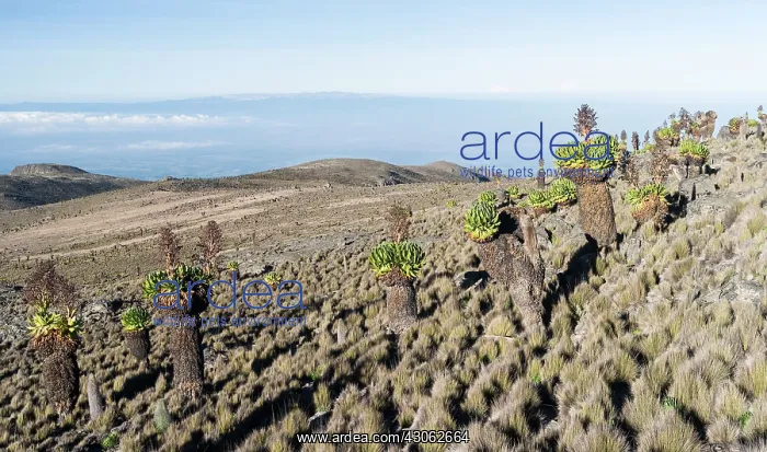 : Mount Kenya National Park (a UNESCO World : Mount Kenya National Park (a UNESCO World
