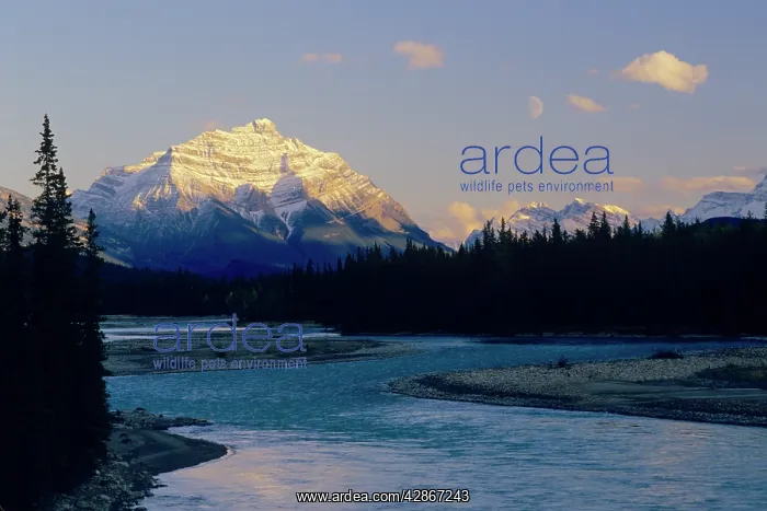 : Mount Kerkeslin & Athabasca River : Mount Kerkeslin & Athabasca River