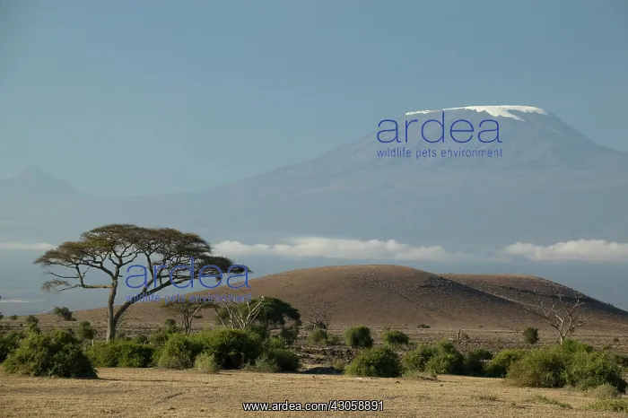: Mount Kilimanjaro with savanna and herds : Mount Kilimanjaro with savanna and herds