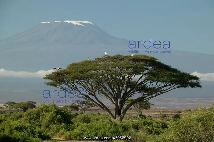 : Mount Kilimanjaro with savanna and herds : Mount Kilimanjaro with savanna and herds