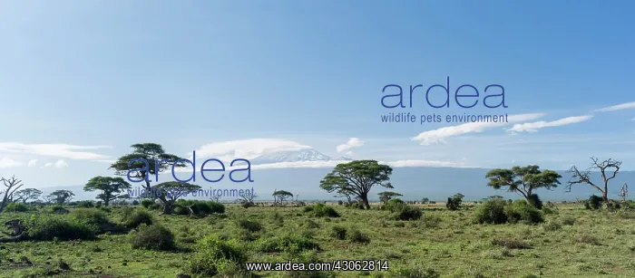 : Mount Kilimanjaro seen from Amboseli National : Mount Kilimanjaro seen from Amboseli National