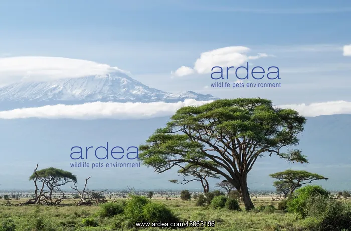 : Mount Kilimanjaro seen from Amboseli National : Mount Kilimanjaro seen from Amboseli National