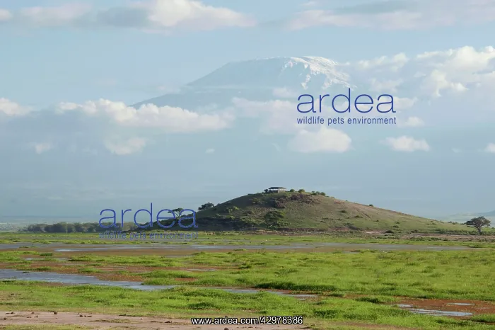 : Mount Kilimanjaro - snow covered peak above clouds : Mount Kilimanjaro - snow covered peak above clouds
