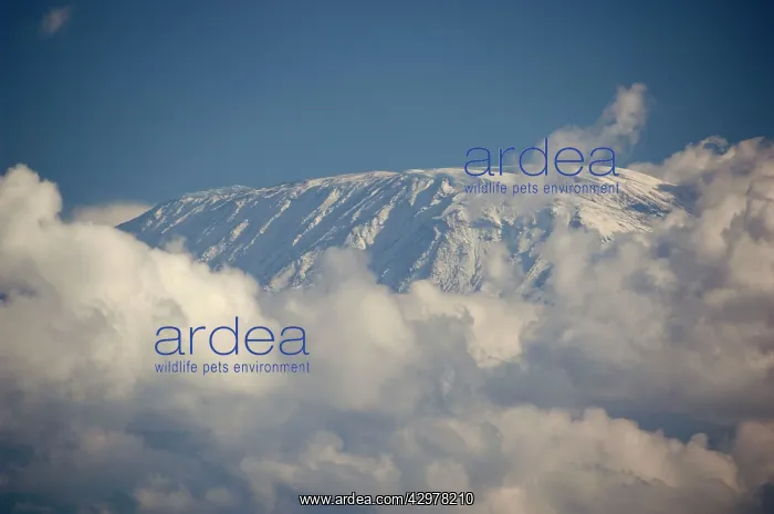 : Mount Kilimanjaro snow covered peak - Kibo Summit : Mount Kilimanjaro snow covered peak - Kibo Summit