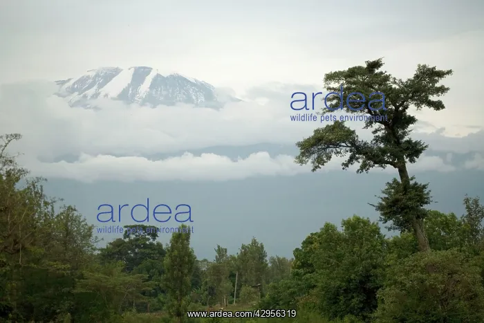 : Mount Kilimanjaro - Snow melting on summit : Mount Kilimanjaro - Snow melting on summit