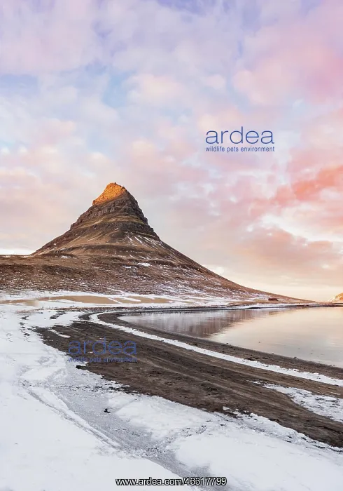 : Mount Kirkjufell, cloudy sky with sunset, fjord : Mount Kirkjufell, cloudy sky with sunset, fjord