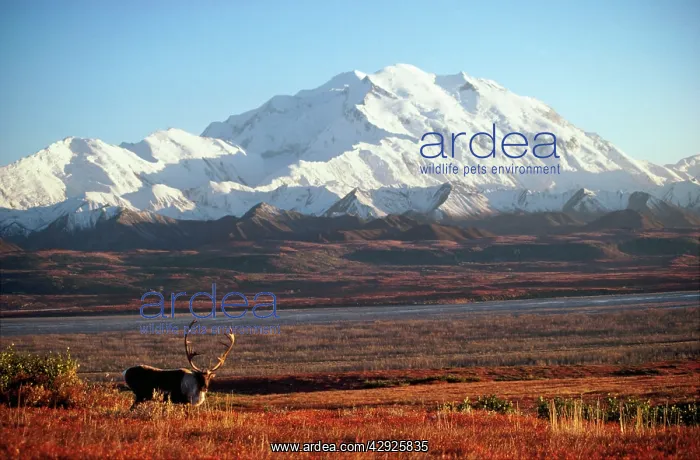 : Mount McKinley - with Reindeer / Caribou in the foreground : Mount McKinley - with Reindeer / Caribou in the foreground