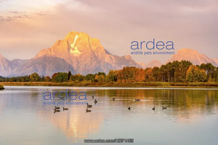 : Mount Moran reflected in Snake River, morning mood : Mount Moran reflected in Snake River, morning mood
