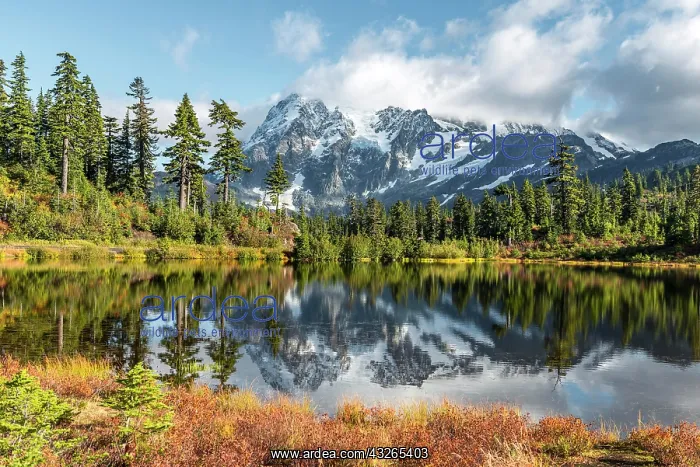 : Mount Mt. Shuksan with reflection in Picture Lake : Mount Mt. Shuksan with reflection in Picture Lake
