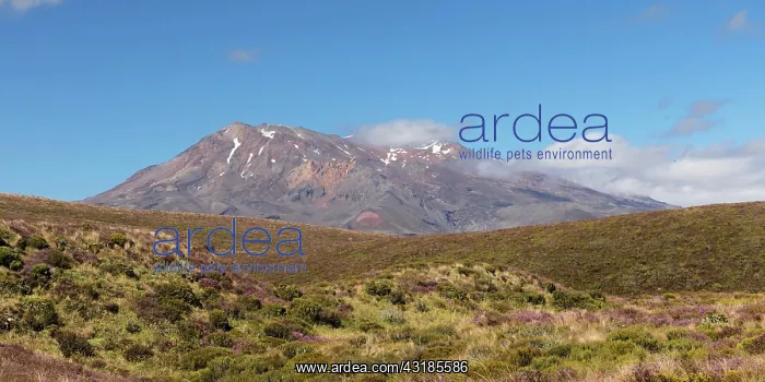 : Mount Ngauruhoe, Oceania, Tongariro Alpine Crossing : Mount Ngauruhoe, Oceania, Tongariro Alpine Crossing