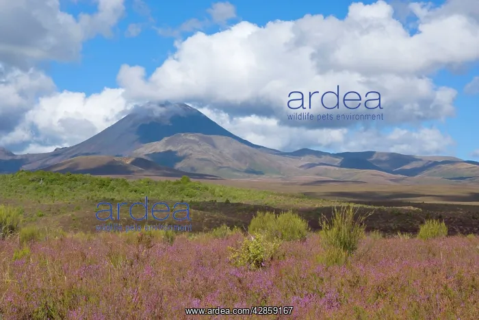 : Mount Ngauruhoe - perfectly shaped volcanoe Mt : Mount Ngauruhoe - perfectly shaped volcanoe Mt