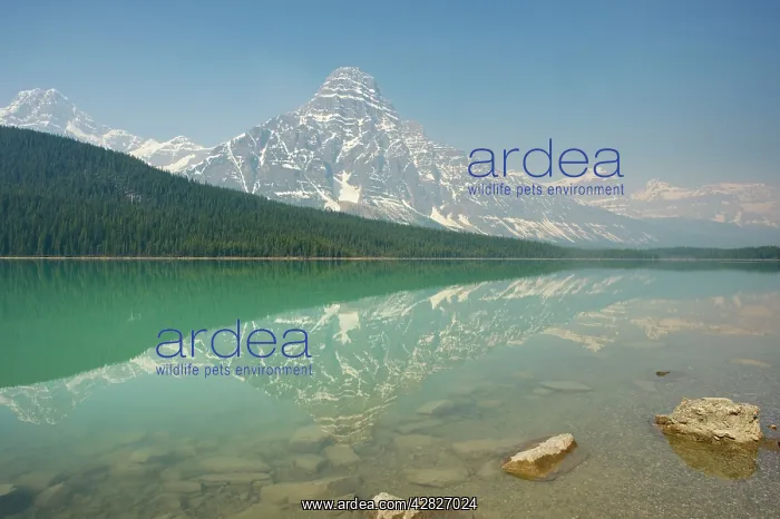 : Mount Noyes reflected in Waterfowl Lake : Mount Noyes reflected in Waterfowl Lake