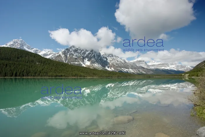 : Mount Noyes - reflected in waterfowl lake : Mount Noyes - reflected in waterfowl lake