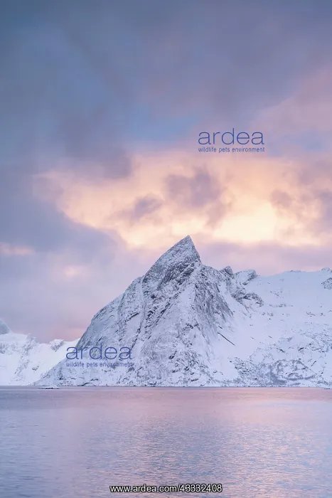 : Mount Olstinden in winter, snowy mountain by the : Mount Olstinden in winter, snowy mountain by the