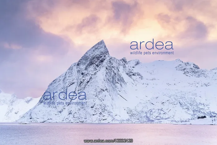 : Mount Olstinden in winter, snowy mountain by the : Mount Olstinden in winter, snowy mountain by the
