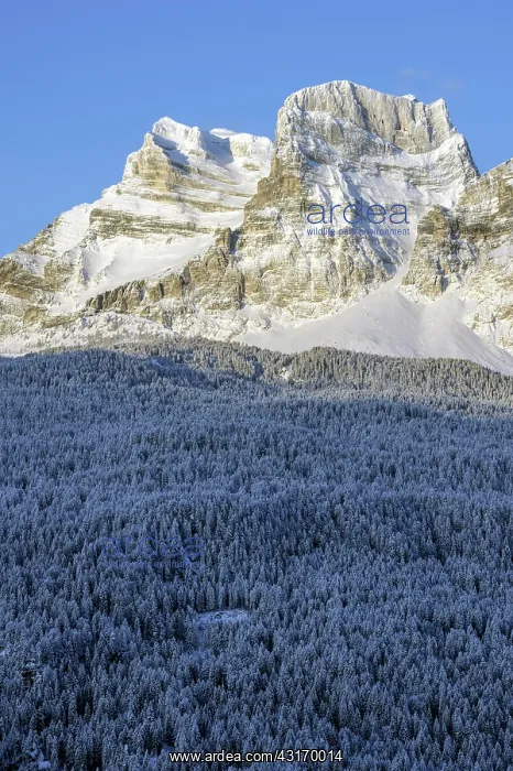 : Mount Pelmo in the morning after snowfall : Mount Pelmo in the morning after snowfall