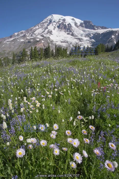 : Mount Rainier with alpine meadow flowers : Mount Rainier with alpine meadow flowers