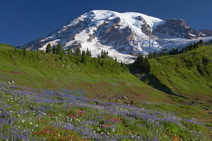 : Mount Rainier and alpine meadows : Mount Rainier and alpine meadows