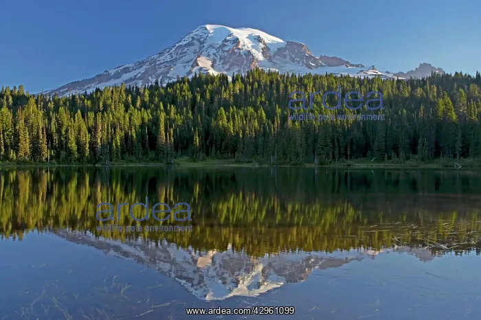 : Mount Rainier in the early morning : Mount Rainier in the early morning