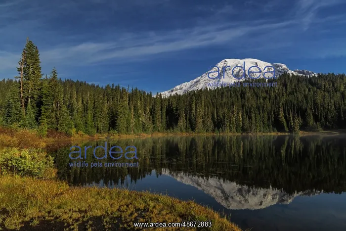 : Mount Rainier in Reflection Lake in Mount Rainier National : Mount Rainier in Reflection Lake in Mount Rainier National