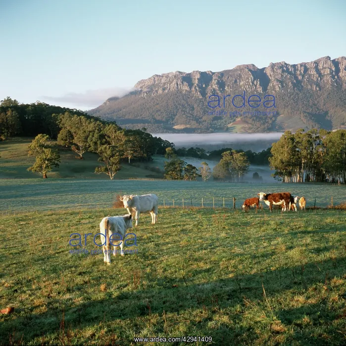 : Mount Roland with grazing cattle, near Sheffield : Mount Roland with grazing cattle, near Sheffield