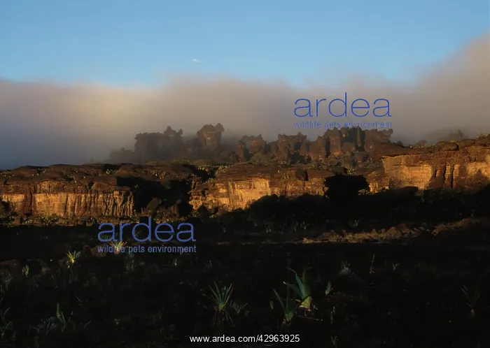 : Mount Roraima summit: rockshapes in a labyrinth : Mount Roraima summit: rockshapes in a labyrinth