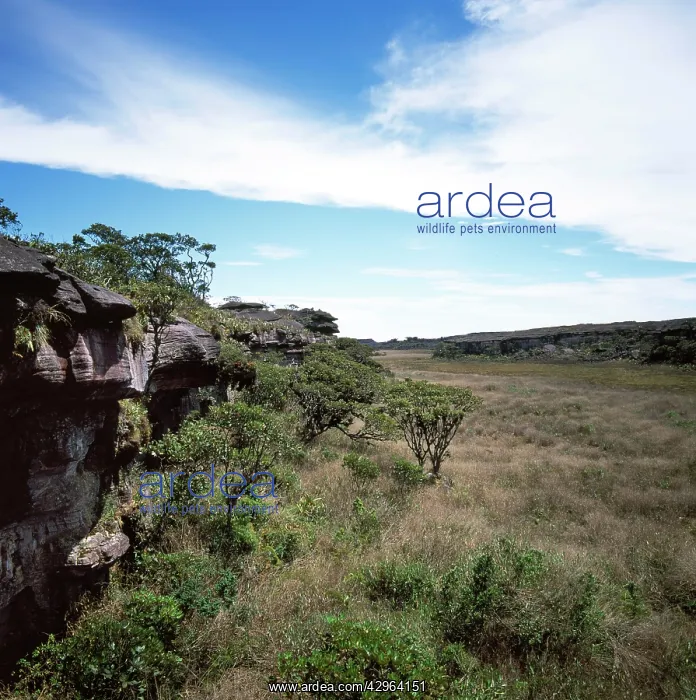 : Mount Roraima summit, swamp and scrub : Mount Roraima summit, swamp and scrub