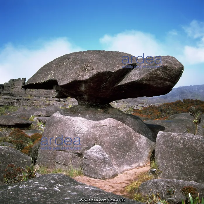 : Mount Roraima summit: turtle rock : Mount Roraima summit: turtle rock