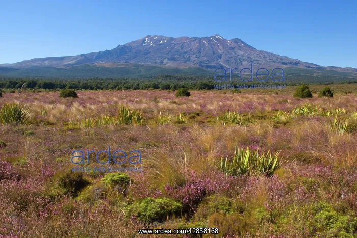 : Mount Ruapehu - blooming heather in autumn with : Mount Ruapehu - blooming heather in autumn with