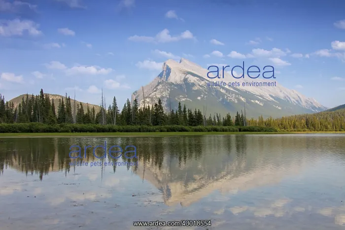 : Mount Rundle reflected in calm water : Mount Rundle reflected in calm water