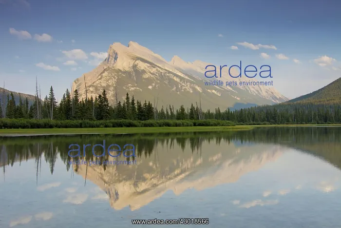 : Mount Rundle reflected in calm water : Mount Rundle reflected in calm water