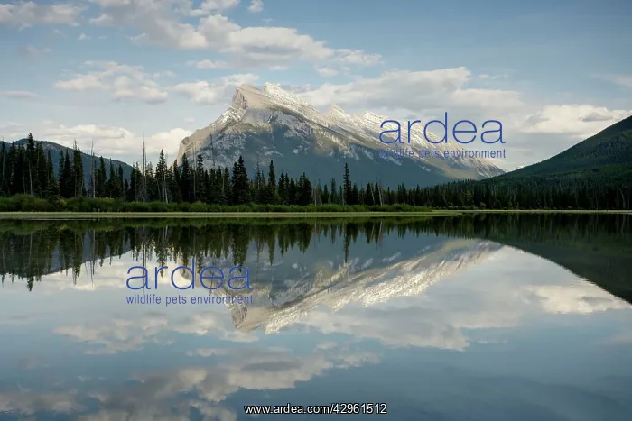 : Mount Rundle reflected in Vermillion Lakes : Mount Rundle reflected in Vermillion Lakes