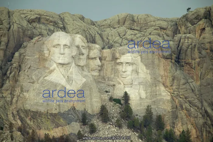 : Mount Rushmore National Memorial : Mount Rushmore National Memorial