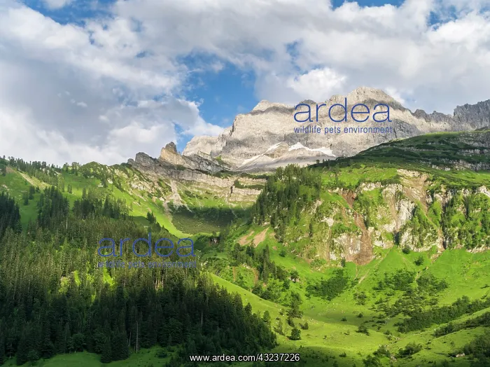 : Mount Schafkar Spitze and Lamsenspitze in : Mount Schafkar Spitze and Lamsenspitze in