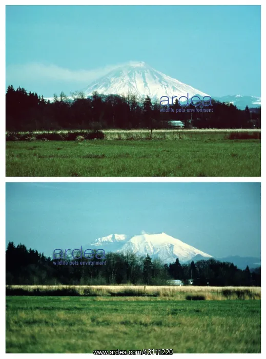 : Mount St. Helens Before and After 1980 Eruption : Mount St. Helens Before and After 1980 Eruption