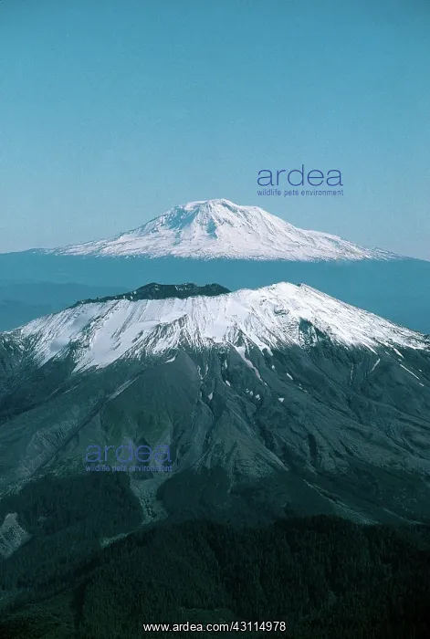 : Mount St. Helens and Mount Adams : Mount St. Helens and Mount Adams