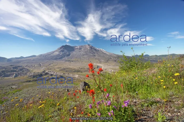 : Mount St Helens volcano with flowers in foreground : Mount St Helens volcano with flowers in foreground