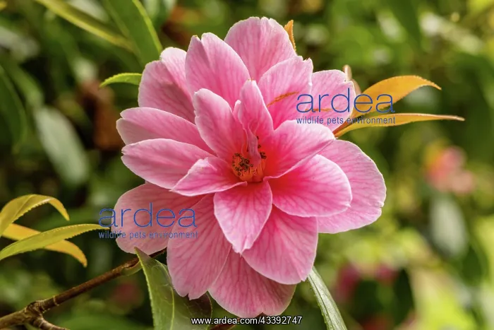 : Mount Steward Gardens, Northern Ireland, UK : Mount Steward Gardens, Northern Ireland, UK