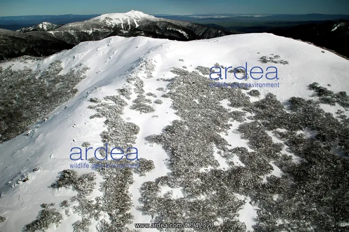 : Mount Stirling with Mount Buller in the background : Mount Stirling with Mount Buller in the background