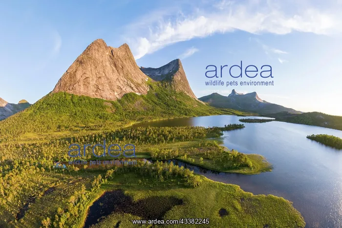 : Mount Stortinden with lake, Efjord, Tysfjord, Of : Mount Stortinden with lake, Efjord, Tysfjord, Of