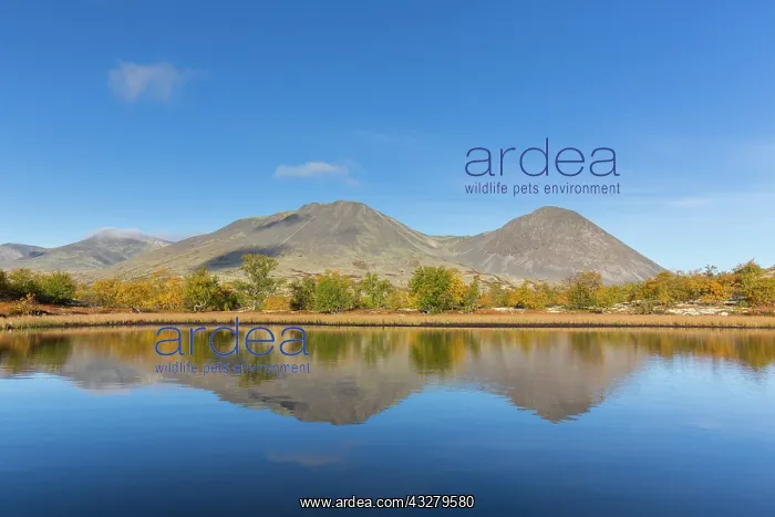 : Mount Stygghoin mirrored in a lake at Doraldalen - Rondane N : Mount Stygghoin mirrored in a lake at Doraldalen - Rondane N