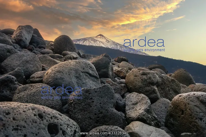 : Mount Teide at sunrise, Puerto de la Cruz, Tenerife : Mount Teide at sunrise, Puerto de la Cruz, Tenerife