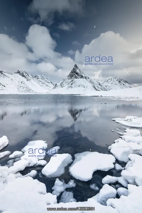 : Mount Volandstinden reflected in fjord, snow-covered : Mount Volandstinden reflected in fjord, snow-covered