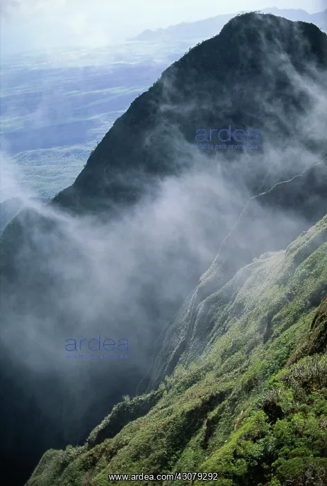 : Mount Waialeale in Kauai, Hawaii : Mount Waialeale in Kauai, Hawaii