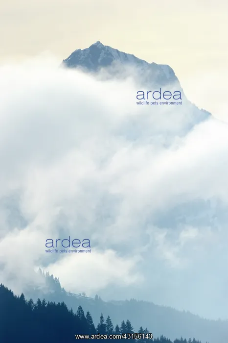 : Mountain in the Alps shrouded in clouds : Mountain in the Alps shrouded in clouds