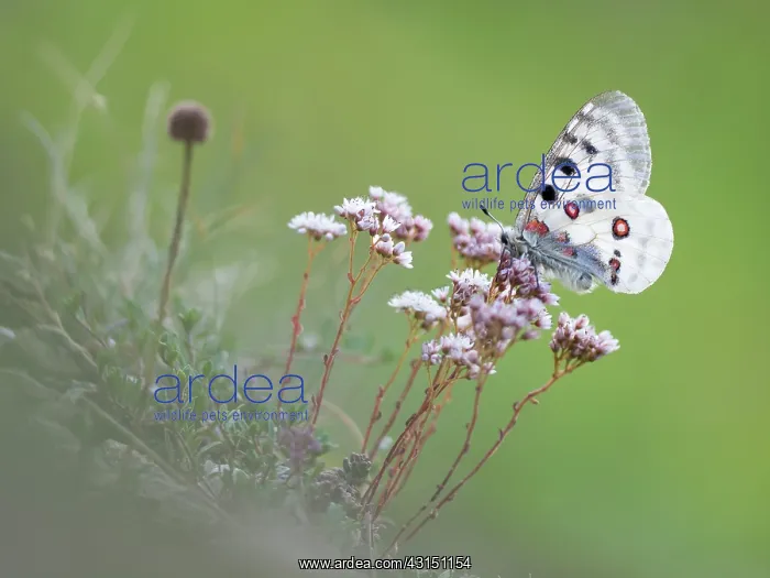 : Mountain Apollo : Mountain Apollo
