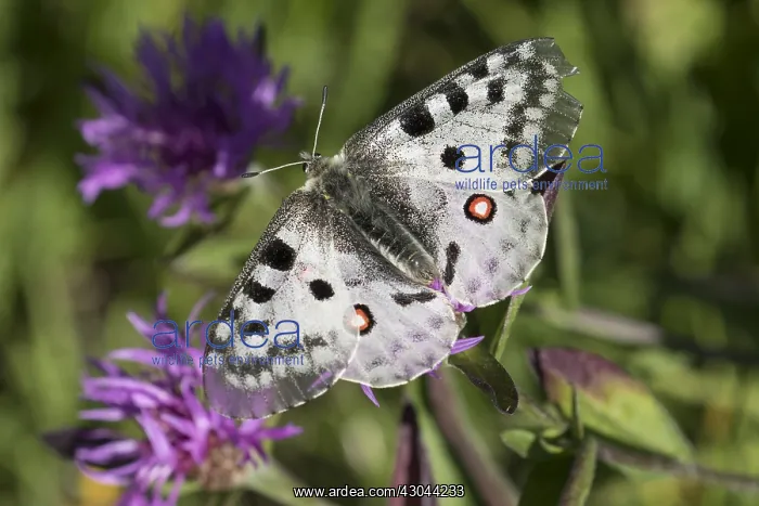 : Mountain Apollo - Butterfly on a flower - Hohe : Mountain Apollo - Butterfly on a flower - Hohe